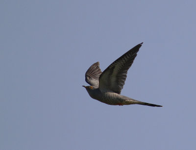 Gk [Common Cuckoo] (IMG_8499)