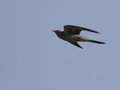 Gk [Common Cuckoo] (IMG_8500)