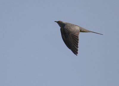 Gk [Common Cuckoo] (IMG_8502)