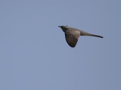 Gk [Common Cuckoo] (IMG_8503)