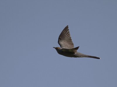 Gk [Common Cuckoo] (IMG_8504)