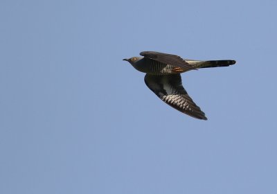 Gk [Common Cuckoo] (IMG_8509)