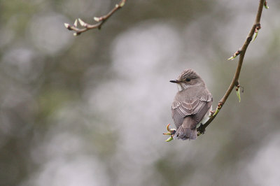 Gr flugsnappare [Spotted Flycatcher] (IMG_2852)