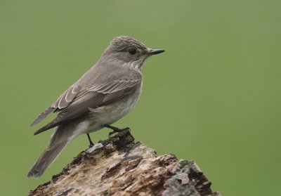 Gr flugsnappare [Spotted Flycatcher] (IMG_2895)