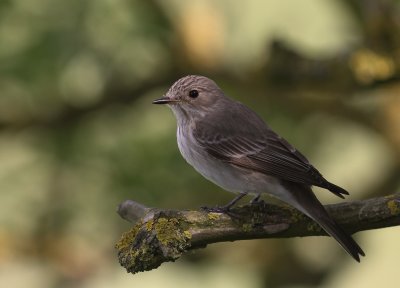 Gr flugsnappare [Spotted Flycatcher] (IMG_7689)