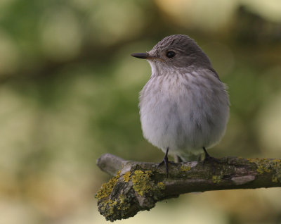 Gr flugsnappare [Spotted Flycatcher] (IMG_7694)