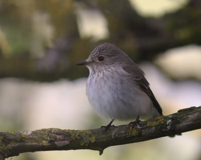 Gr flugsnappare [Spotted Flycatcher] (IMG_7725)