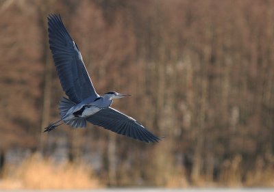 Grhger [Grey Heron] (IMG_4867)