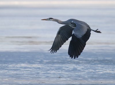 Grhger [Grey Heron] (IMG_4882)