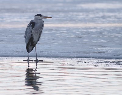 Grhger [Grey Heron] (IMG_4911)