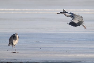 Grhger [Grey Heron] (IMG_4913)