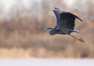 Grhger [Grey Heron] (IMG_4942)