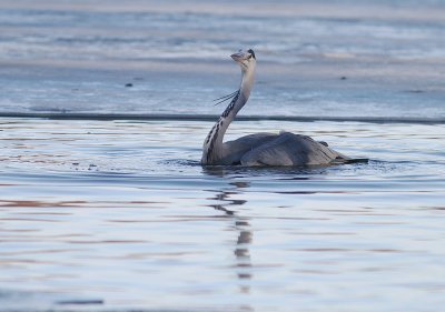 Grhger [Grey Heron] (IMG_4955)