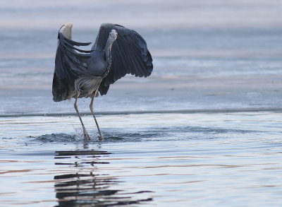 Grhger [Grey Heron] (IMG_4958)