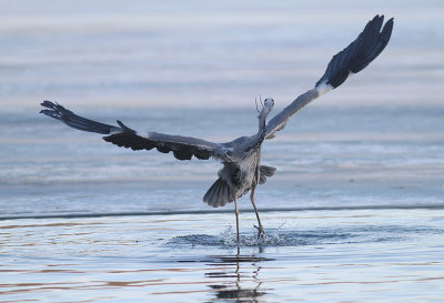 Grhger [Grey Heron] (IMG_4959)