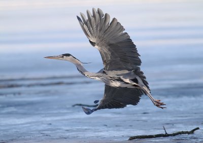 Grhger [Grey Heron] (IMG_4963)