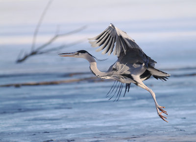 Grhger [Grey Heron] (IMG_4964)