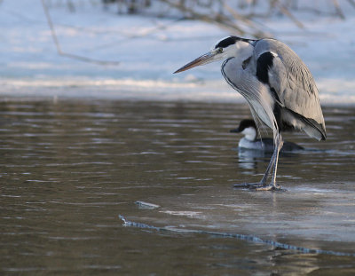 Grhger [Grey Heron] (IMG_4987)