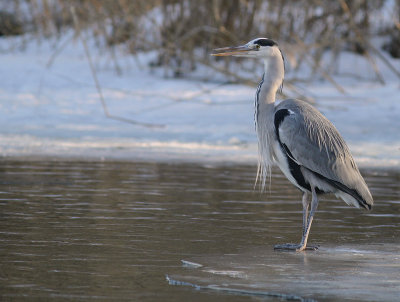 Grhger [Grey Heron] (IMG_4988)