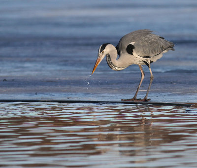 Grhger [Grey Heron] (IMG_5025)