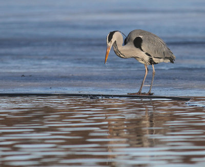 Grhger [Grey Heron] (IMG_5028)