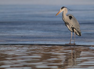 Grhger [Grey Heron] (IMG_5029)