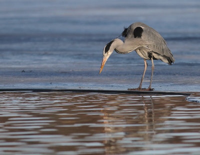 Grhger [Grey Heron] (IMG_5030)