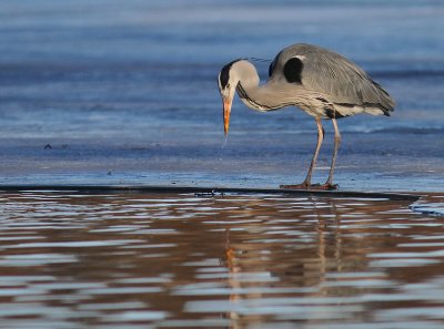 Grhger [Grey Heron] (IMG_5033)