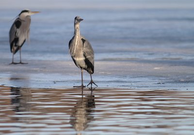 Grhger [Grey Heron] (IMG_5058)