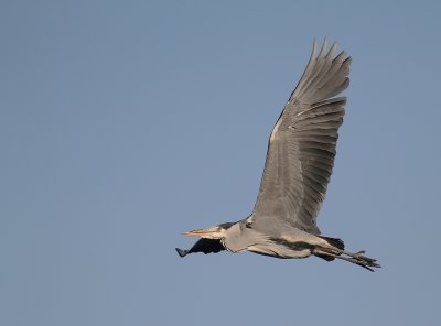 Grhger [Grey Heron] (IMG_5067)