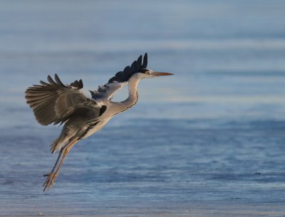 Grhger [Grey Heron] (IMG_5101)