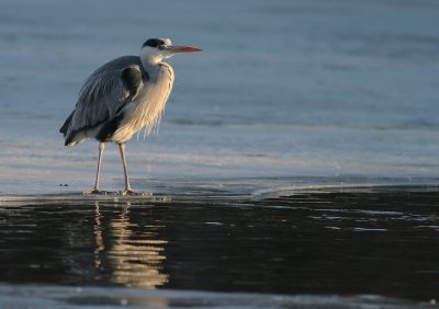 Grhger [Grey Heron] (IMG_5106)