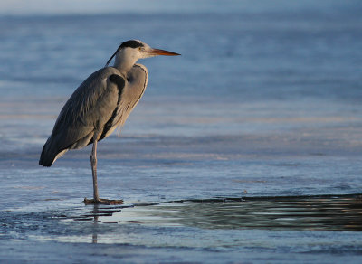 Grhger [Grey Heron] (IMG_5117)