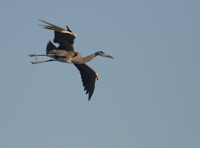 Grhger [Grey Heron] (IMG_5136)