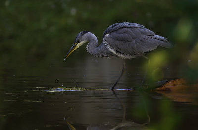 Grhger [Grey Heron] (IMG_5744)