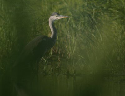 Grhger [Grey Heron] (IMG_7742)