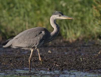 Grhger [Grey Heron] (IMG_7837)