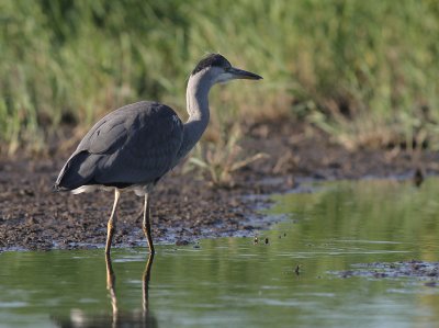 Grhger [Grey Heron] (IMG_7843)