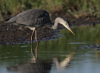 Grhger [Grey Heron] (IMG_7851)