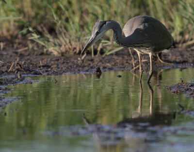 Grhger [Grey Heron] (IMG_7878)