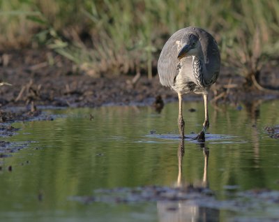 Grhger [Grey Heron] (IMG_7903)