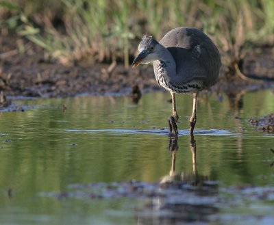 Grhger [Grey Heron] (IMG_7904)