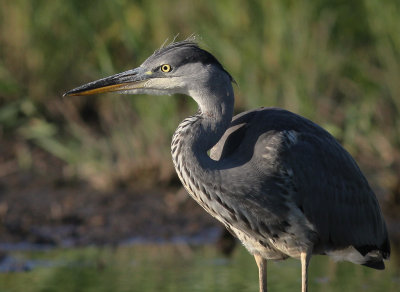 Grhger [Grey Heron] (IMG_7916)