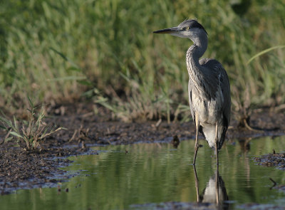 Grhger [Grey Heron] (IMG_7990)