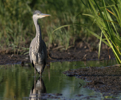 Grhger [Grey Heron] (IMG_7999)