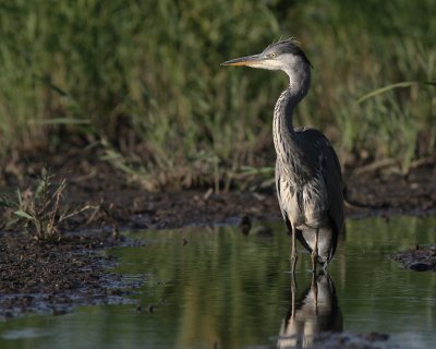 Grhger [Grey Heron] (IMG_8001)