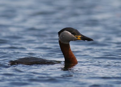Grhakedopping [Red-necked Grebe] (IMG_1205)