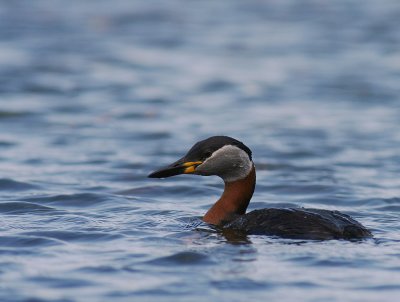 Grhakedopping [Red-necked Grebe] (IMG_1207)