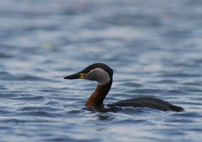 Grhakedopping [Red-necked Grebe] (IMG_1208)