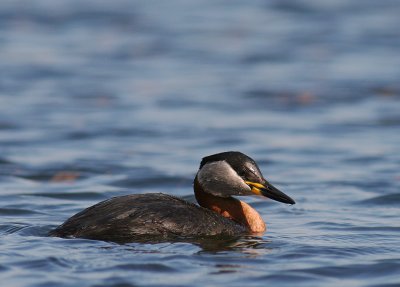 Grhakedopping [Red-necked Grebe] (IMG_1215)